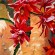 Succulent Flower - a painting by Pauleen Micallef, one of the artists who will have a stall set up at this festa